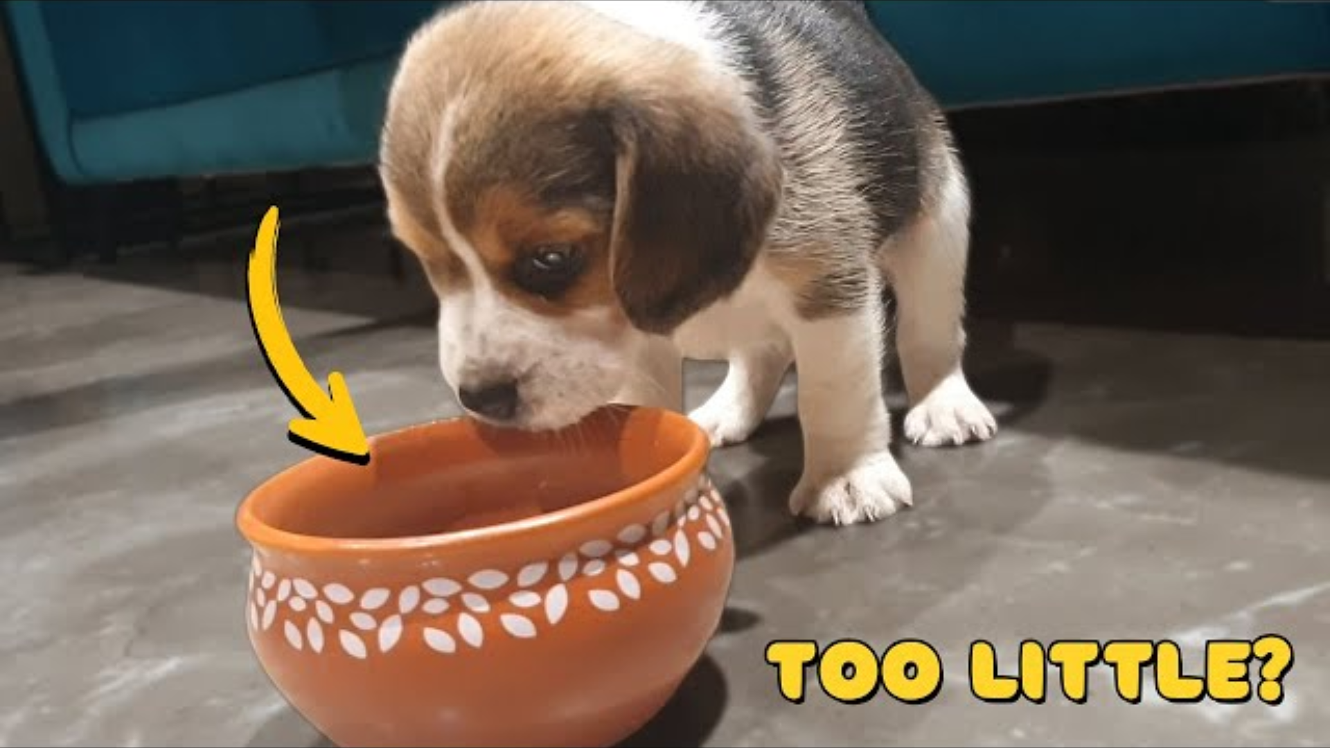 How Much Food Should a Beagle Puppy Eat?