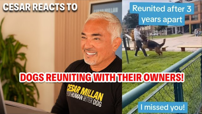 How to Greet Your Dog the Right Way After Time Apart