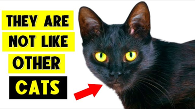 9 Surprising Facts About Black Cats: I Bet You Don’t Know Them All