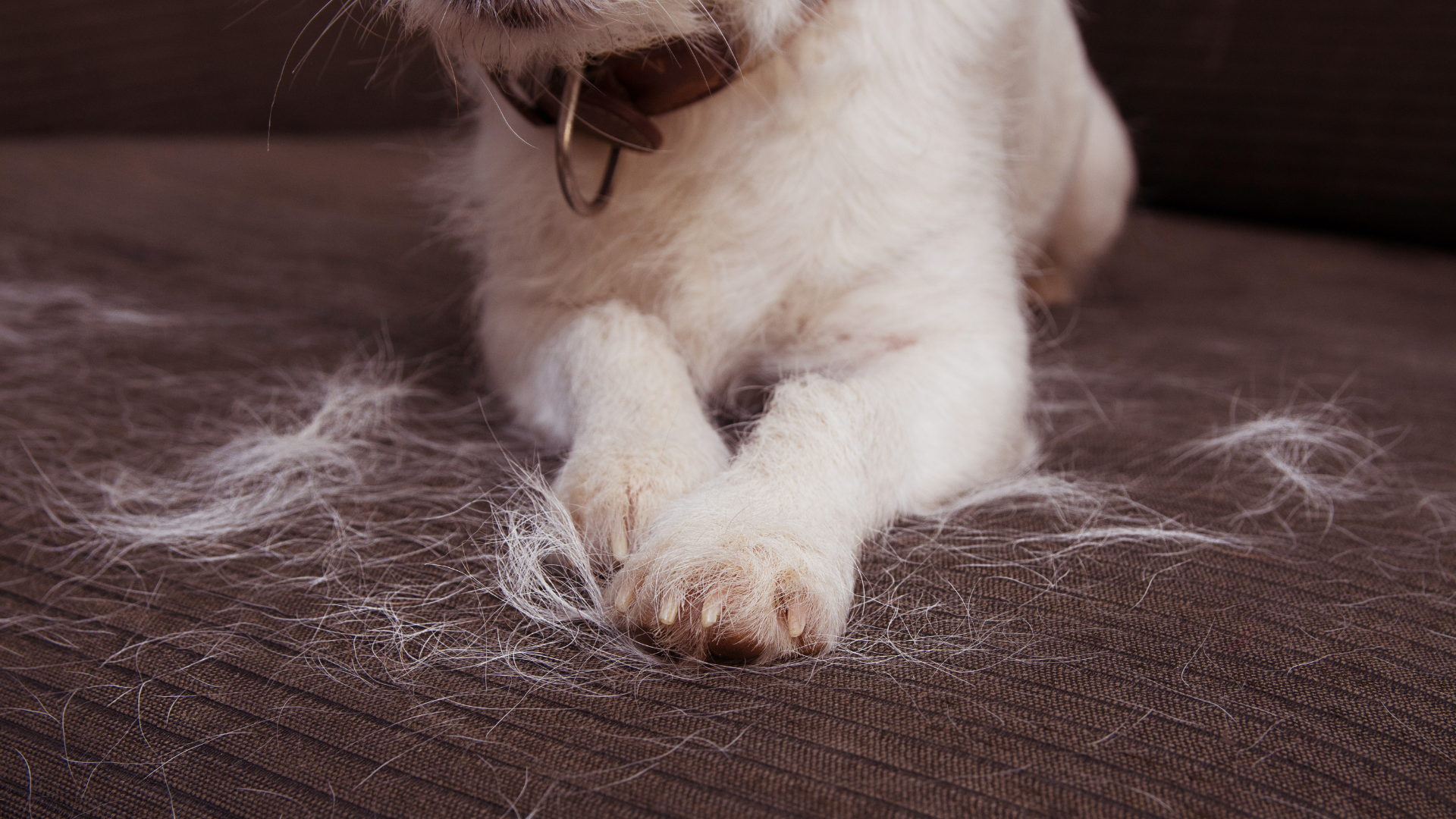 The Best Ways to Protect Your Dog from Seasonal Allergies