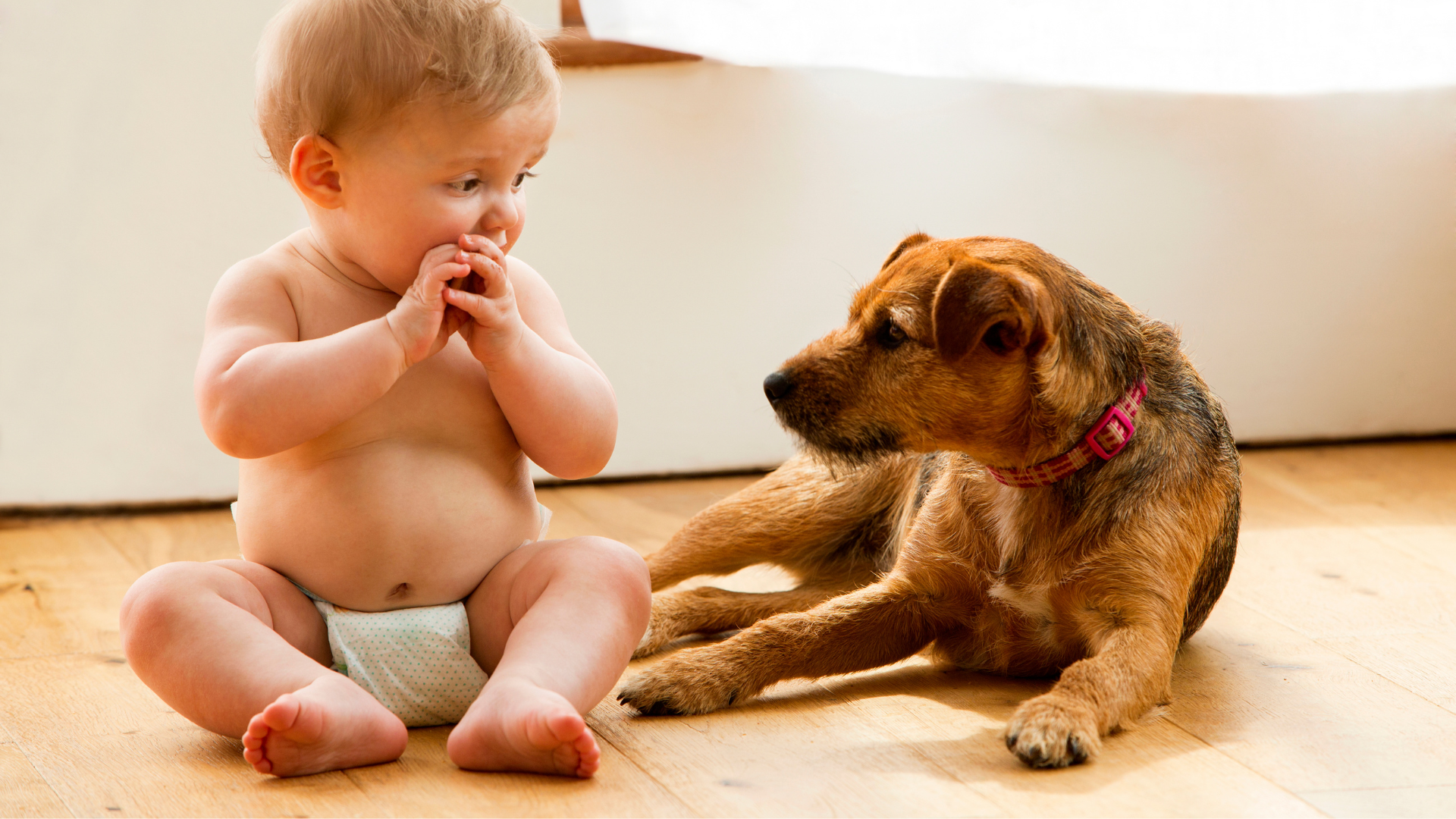 How to Introduce Your Dog to a New Baby Safely