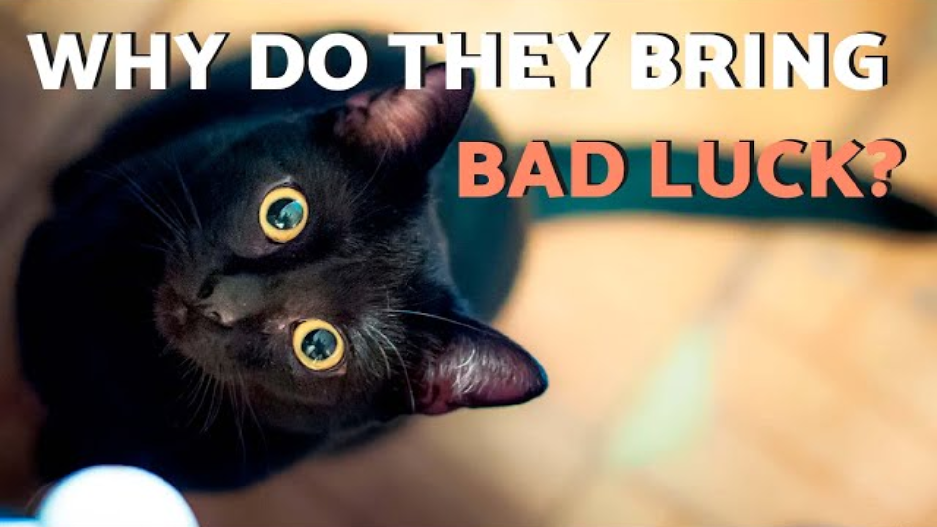 The Legend of Black Cats: This is the Truth They Don't Want You to Know