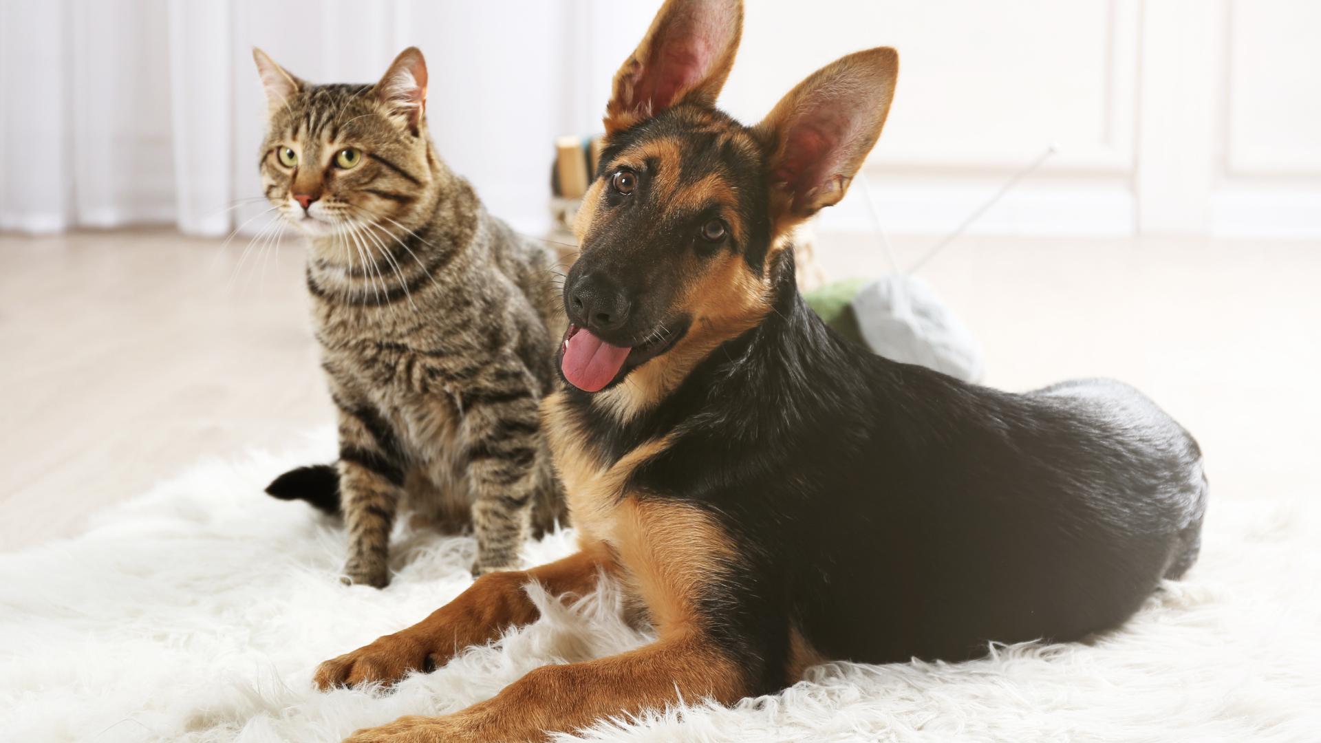 How to Introduce Your Dog to a Cat (Without Chaos)