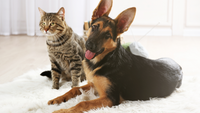 How to Introduce Your Dog to a Cat (Without Chaos)