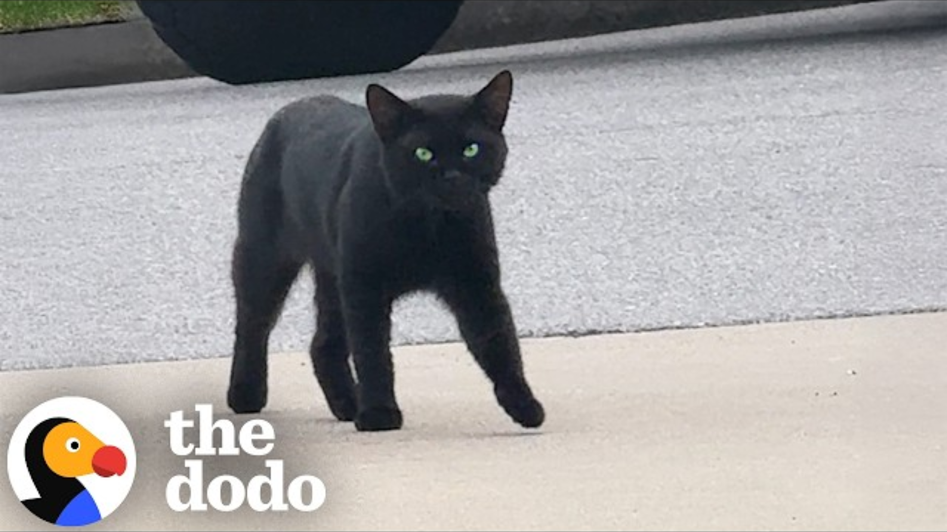 Black Cat Decides Not To Be A Stray One Day