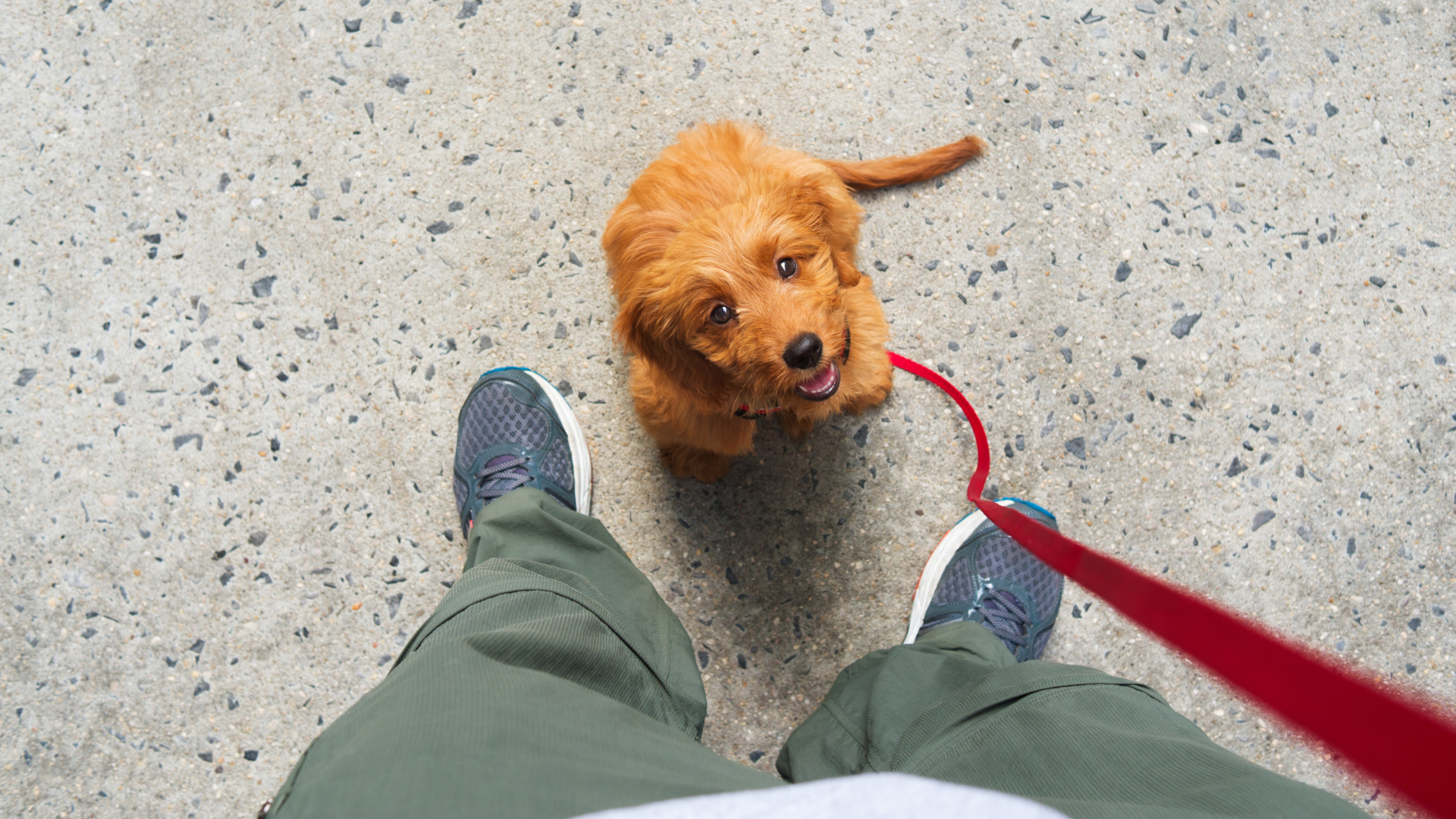The Complete Guide to Eco-Friendly Puppy Training