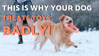 This is the Truth About Why Dogs Shake Toys with Their Heads