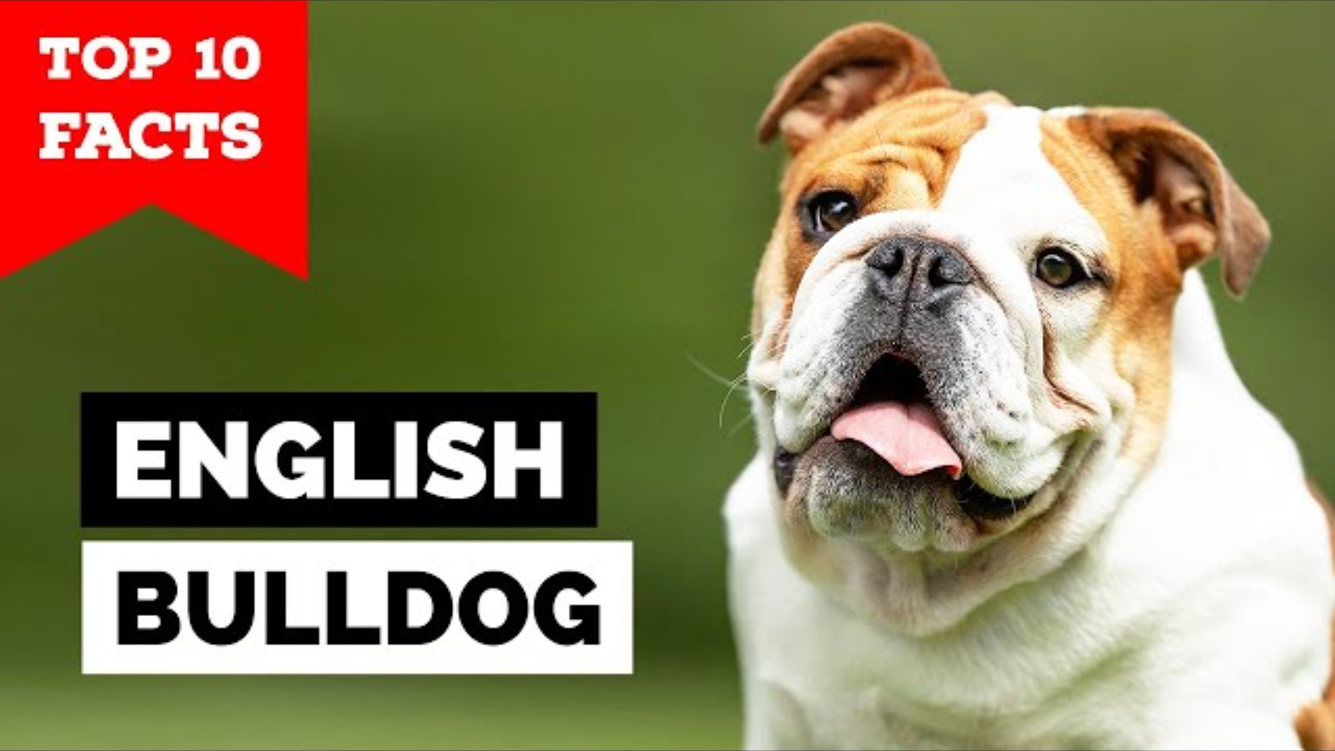 English Bulldog: Top 10 Facts