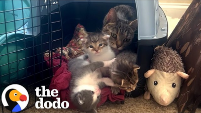 Stray Cat Breaks Into Woman's Apartment To Have Babies