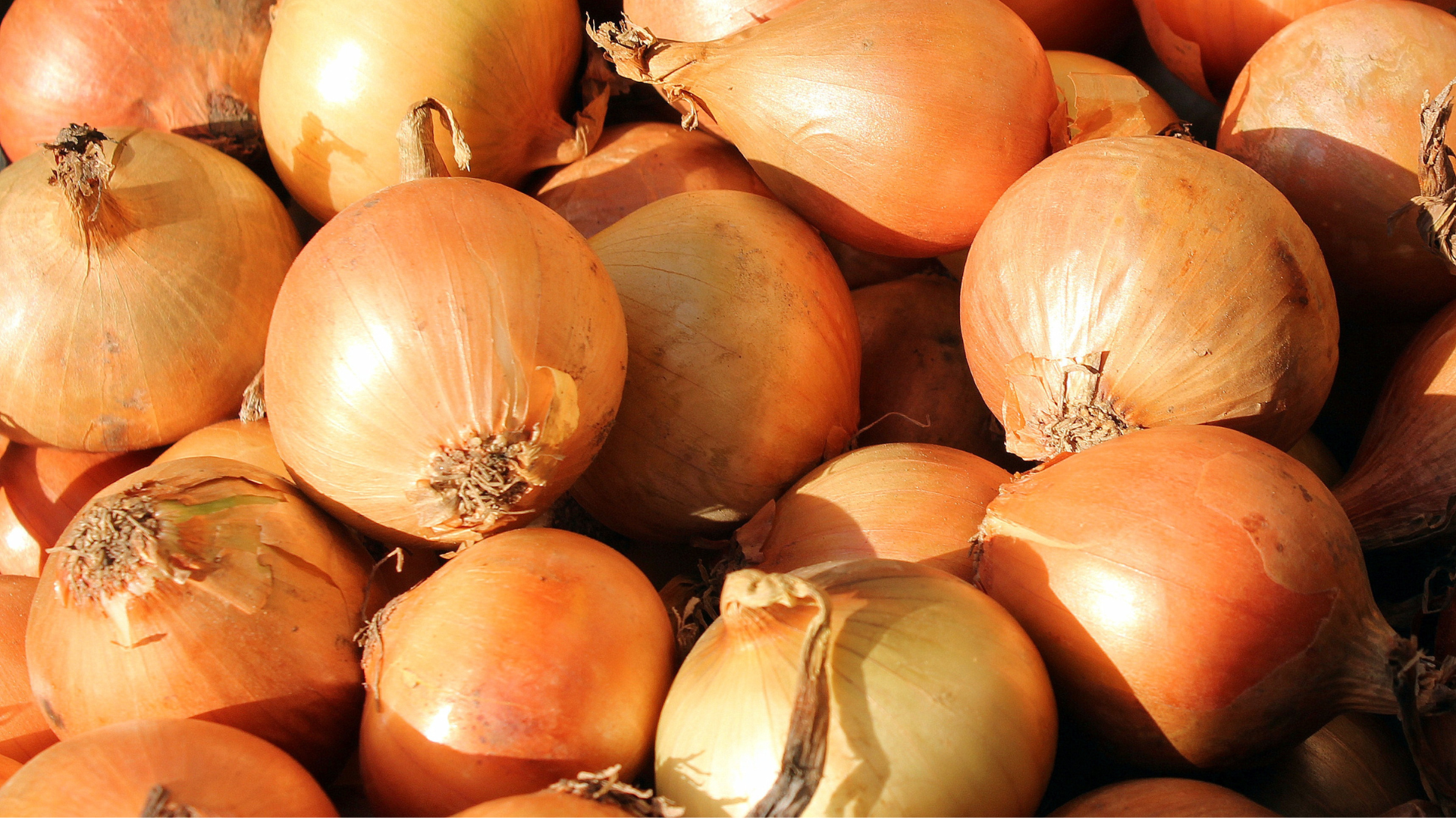 Are Onions Bad for Dogs? The Truth Every Pet Parent Should Know