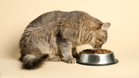 How Long Can Cats Go Without Food? What Every Cat Parent Should Know