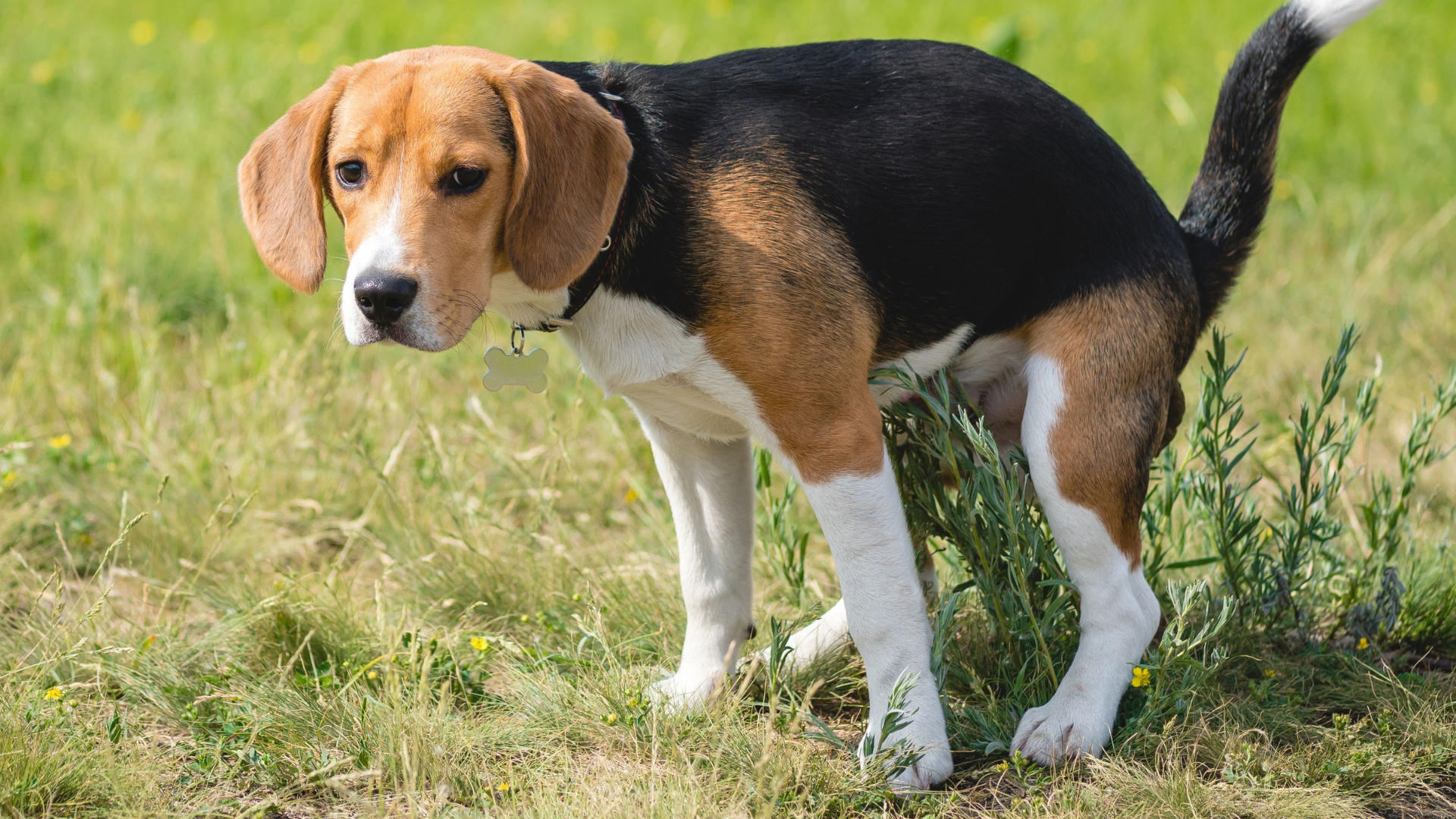 Why Do Dogs Stare at You While Pooping?