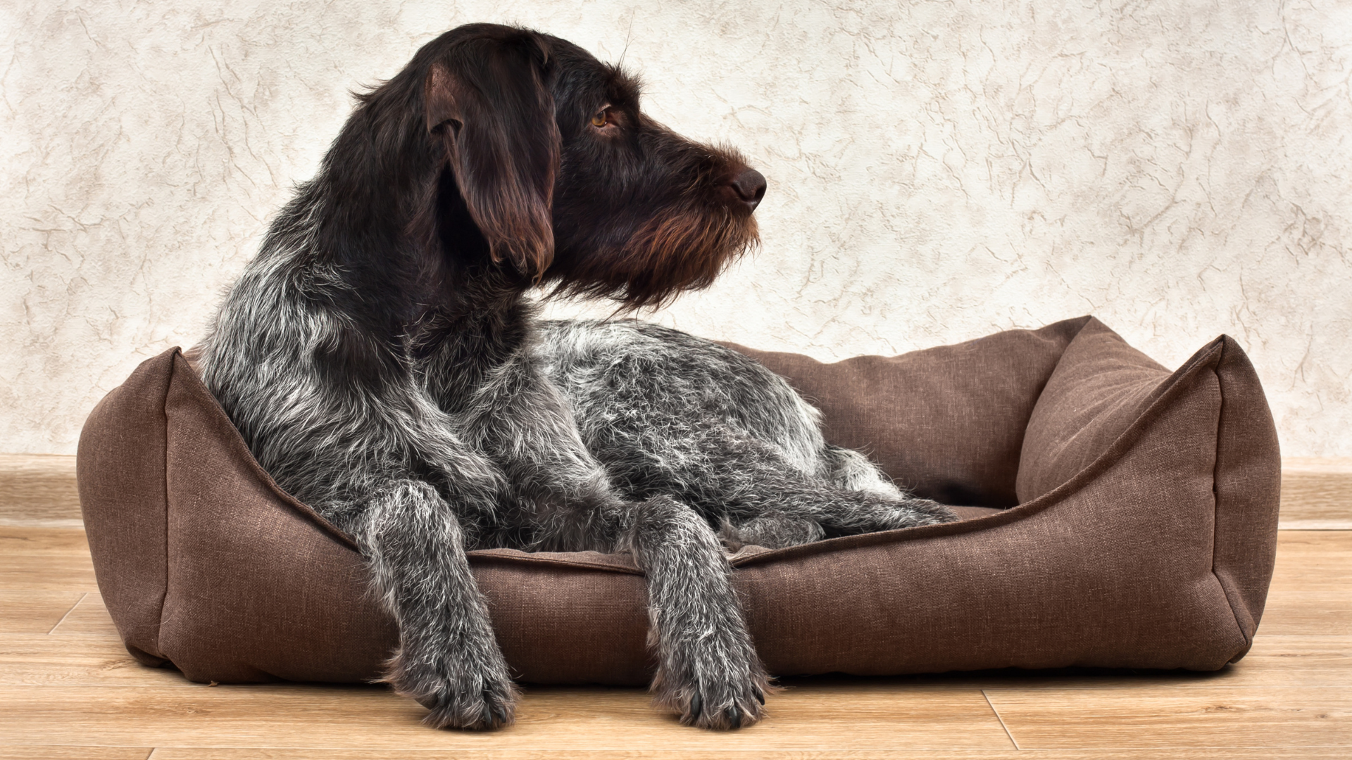Upcycled Dog Bed Ideas for Crafty Pet Parents