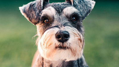 Schnauzer Puppy: The Ultimate Guide for New Pet Parents