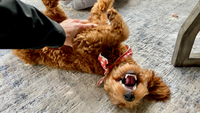 The Science Behind Why Dogs Love Belly Rubs So Much
