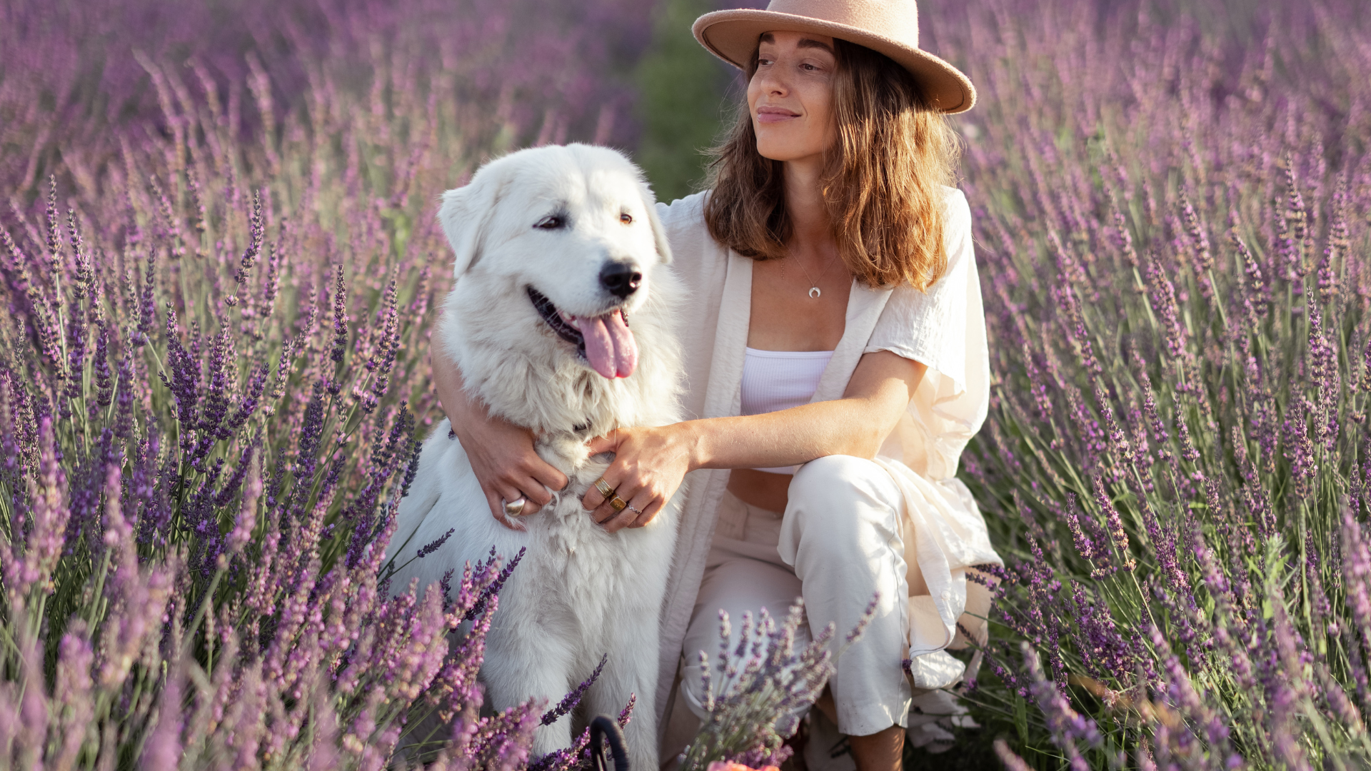Is Lavender Safe for Dogs? The Complete Guide for Pet Parents