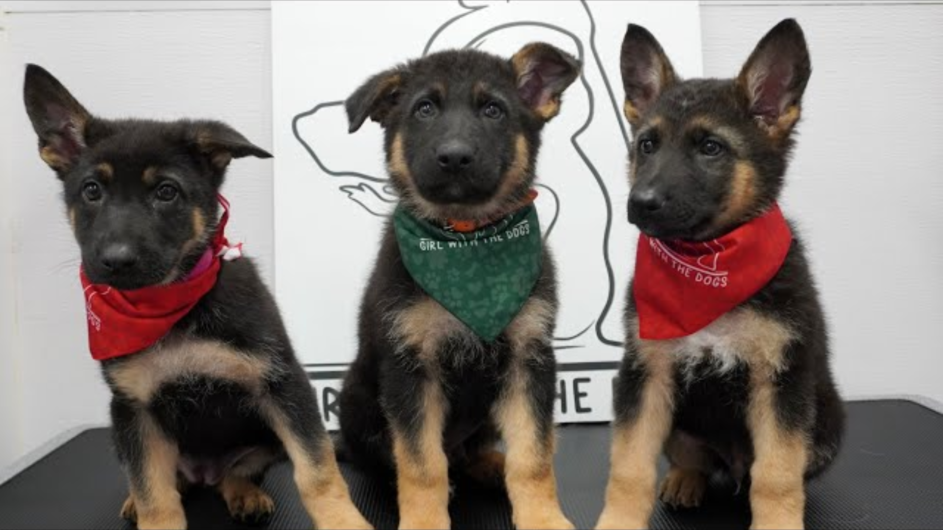 Dramatic Little German Shepherd Puppies
