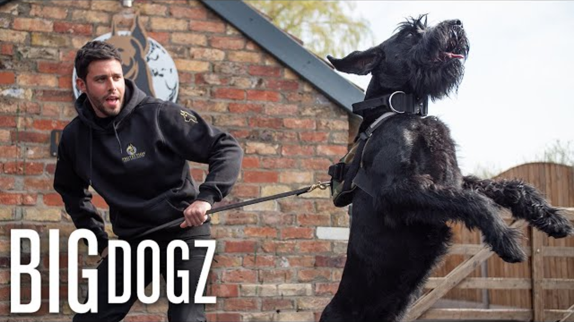 Training Giant Schnauzers: The $37,000 Guard Dogs
