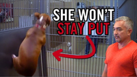 Blood Donor Dog Saves Lives, But Now She Needs Saving by Cesar Millan