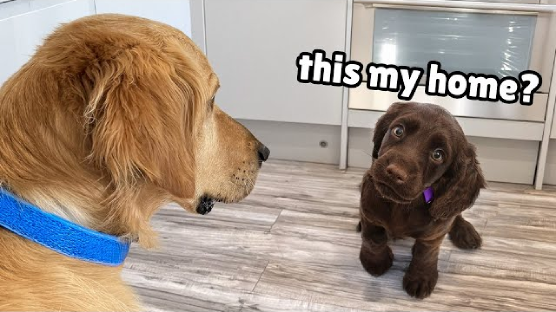 Golden Retriever Meets the Cutest Puppy and Helps Find Forever Home
