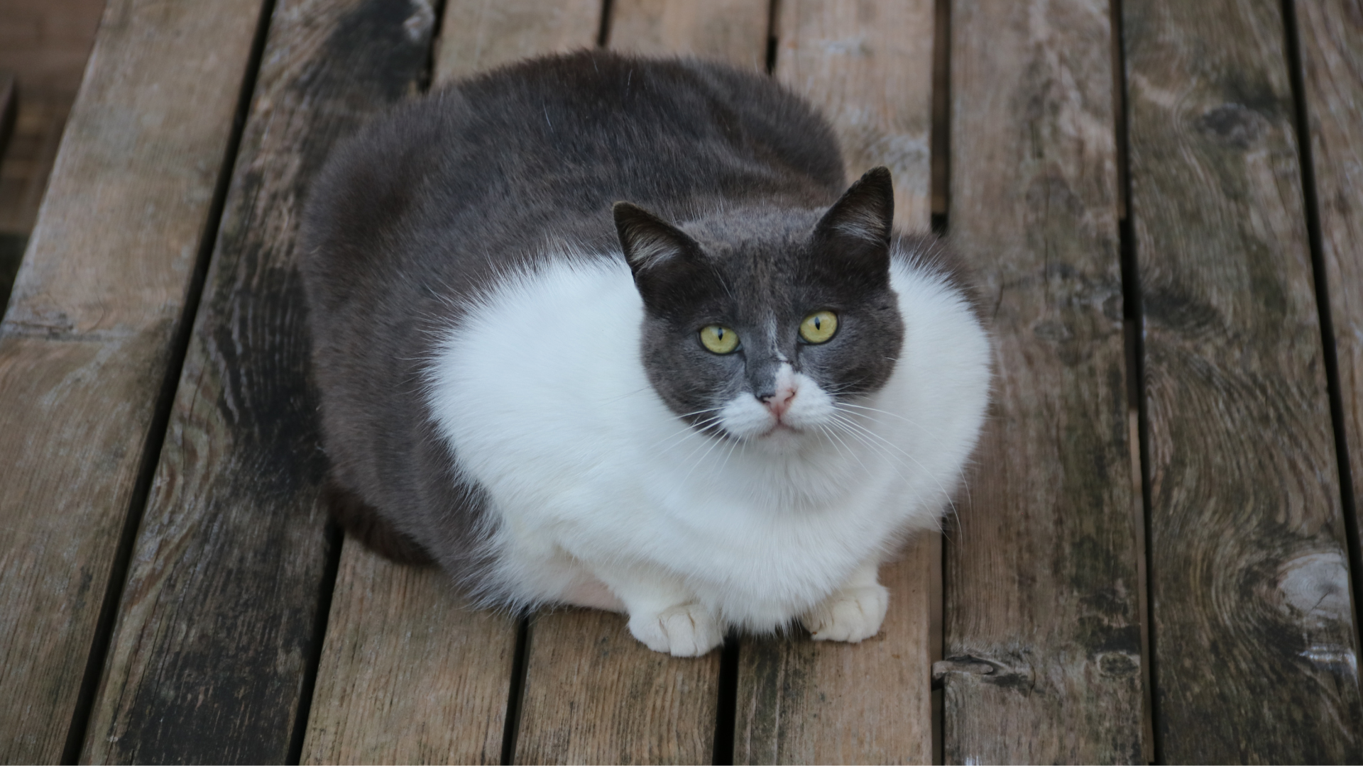Why Do Cats Put Their Butt in Your Face?