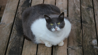 Why Do Cats Put Their Butt in Your Face?