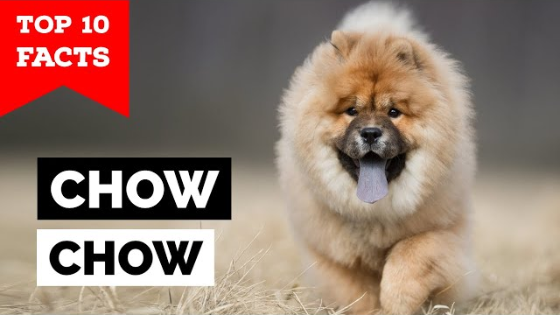 Chow Chow: Top 10 Facts