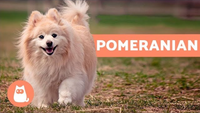 All About the Pomeranian: Characteristics and Care