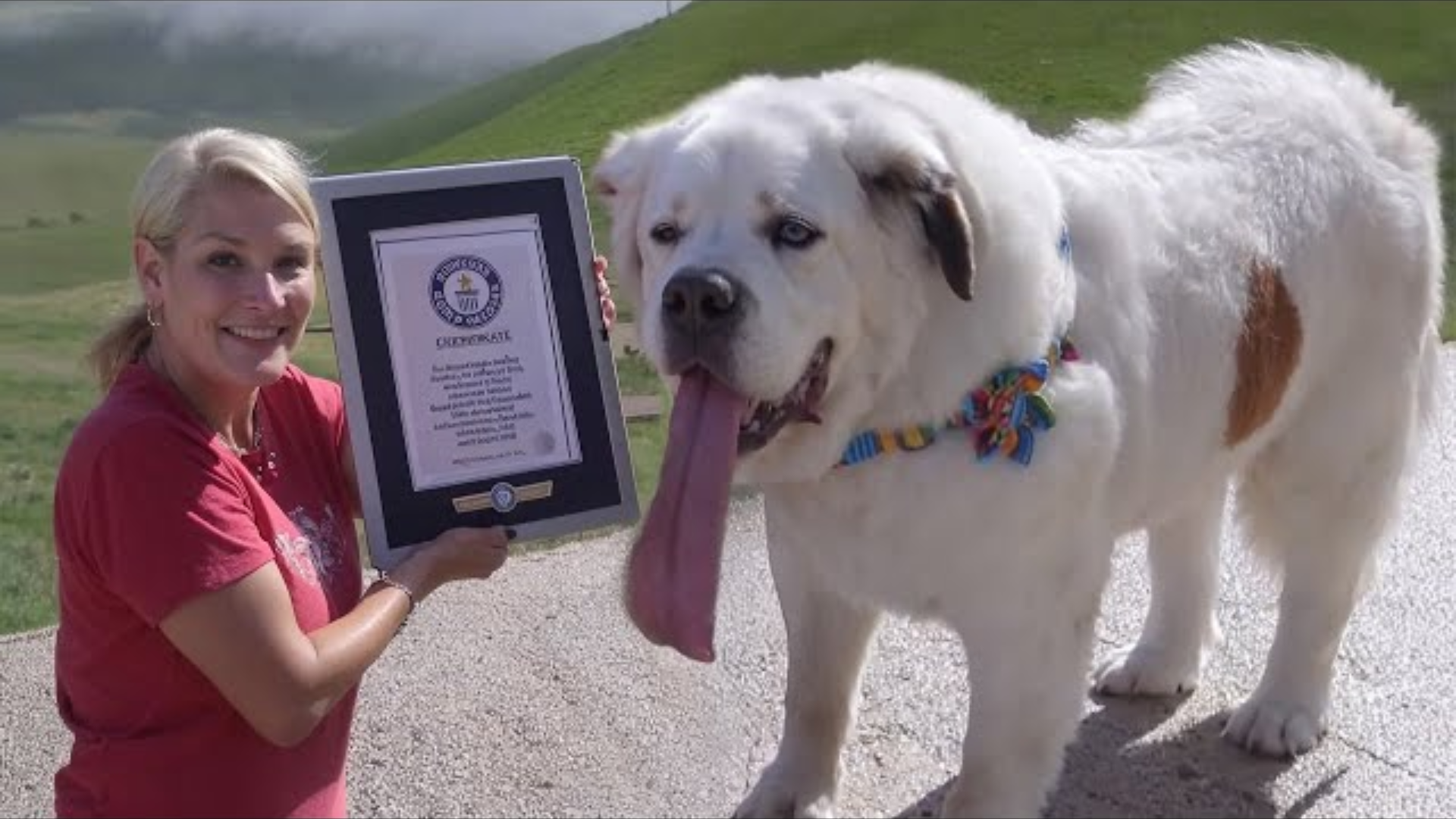 The 10 Pets Who Broke World Records