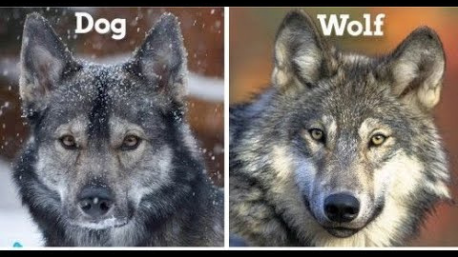 What's the Differences Between a Wolf vs. Dog