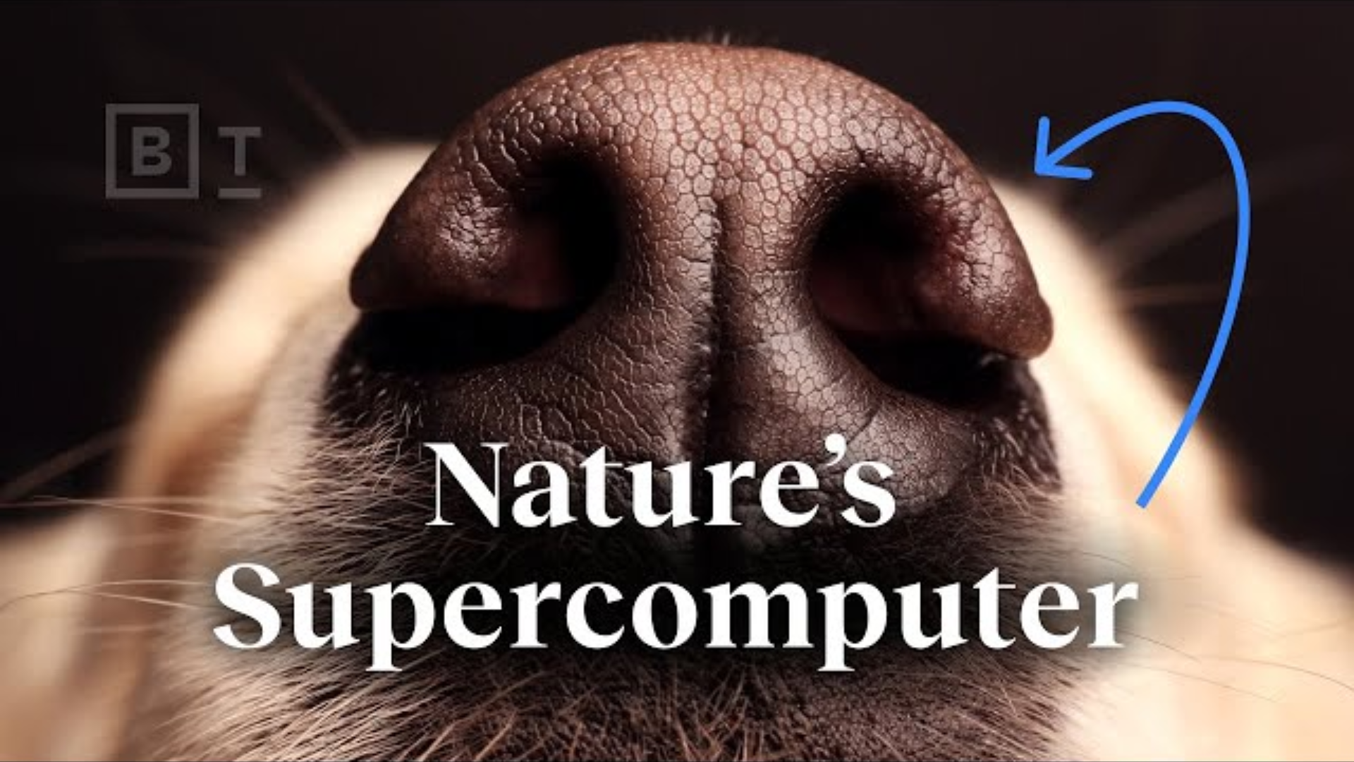 Nature’s Supercomputer Lives on Your Dog