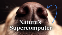 Nature’s Supercomputer Lives on Your Dog