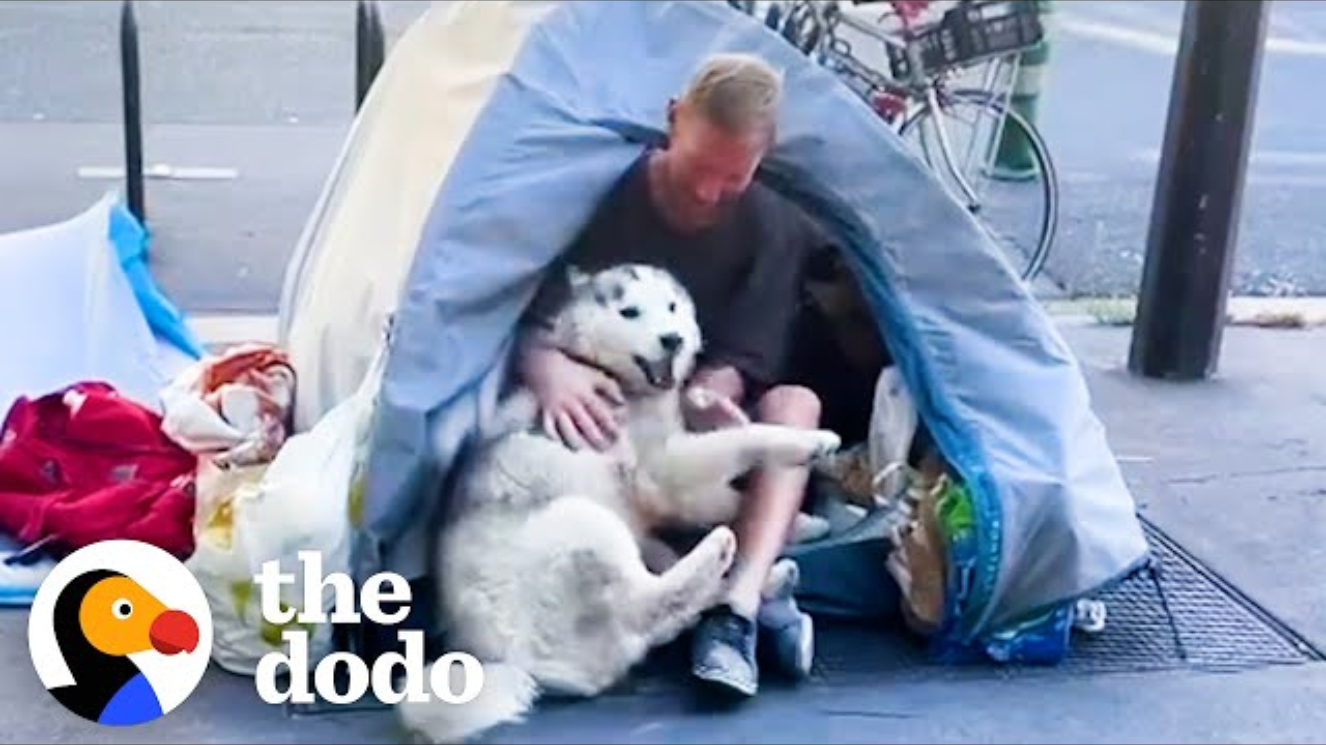 Husky Becomes Obsessed With Homeless Man And Helps Change His Life Forever