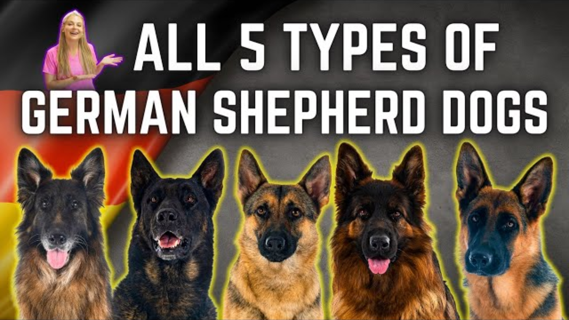 The 5 German Shepherd Breed Types