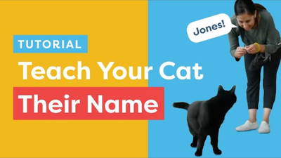 Teach Your Cat Their Name And To Come