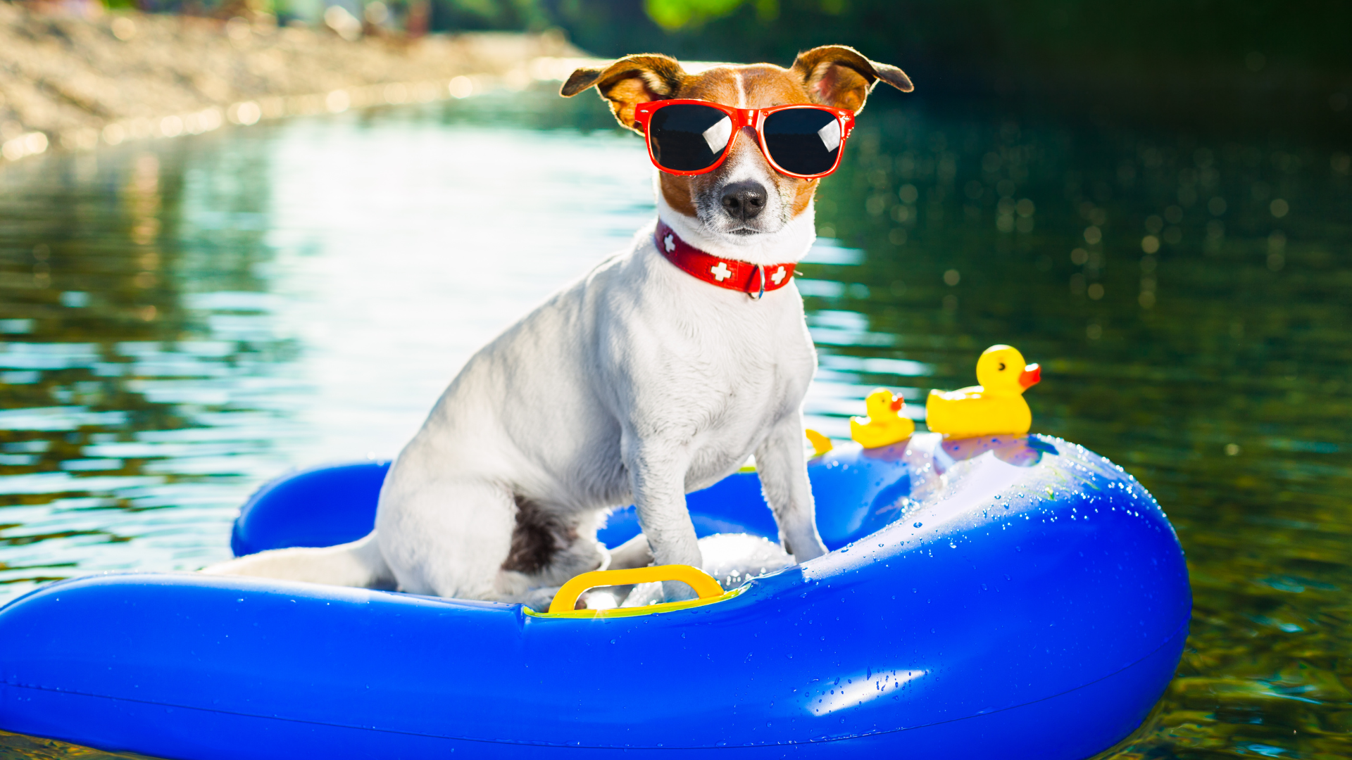 How to Keep Your Dog Safe During a Heatwave