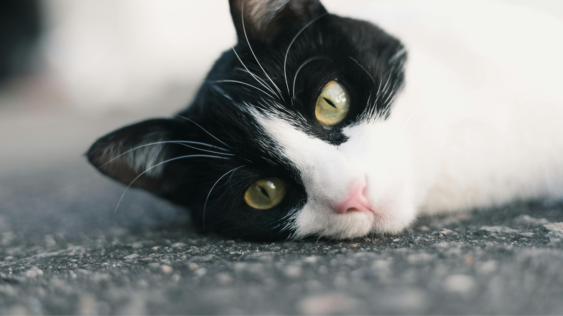 How to Get Rid of Cat Pee Smell: Effective Cleaning Methods and Expert Tips