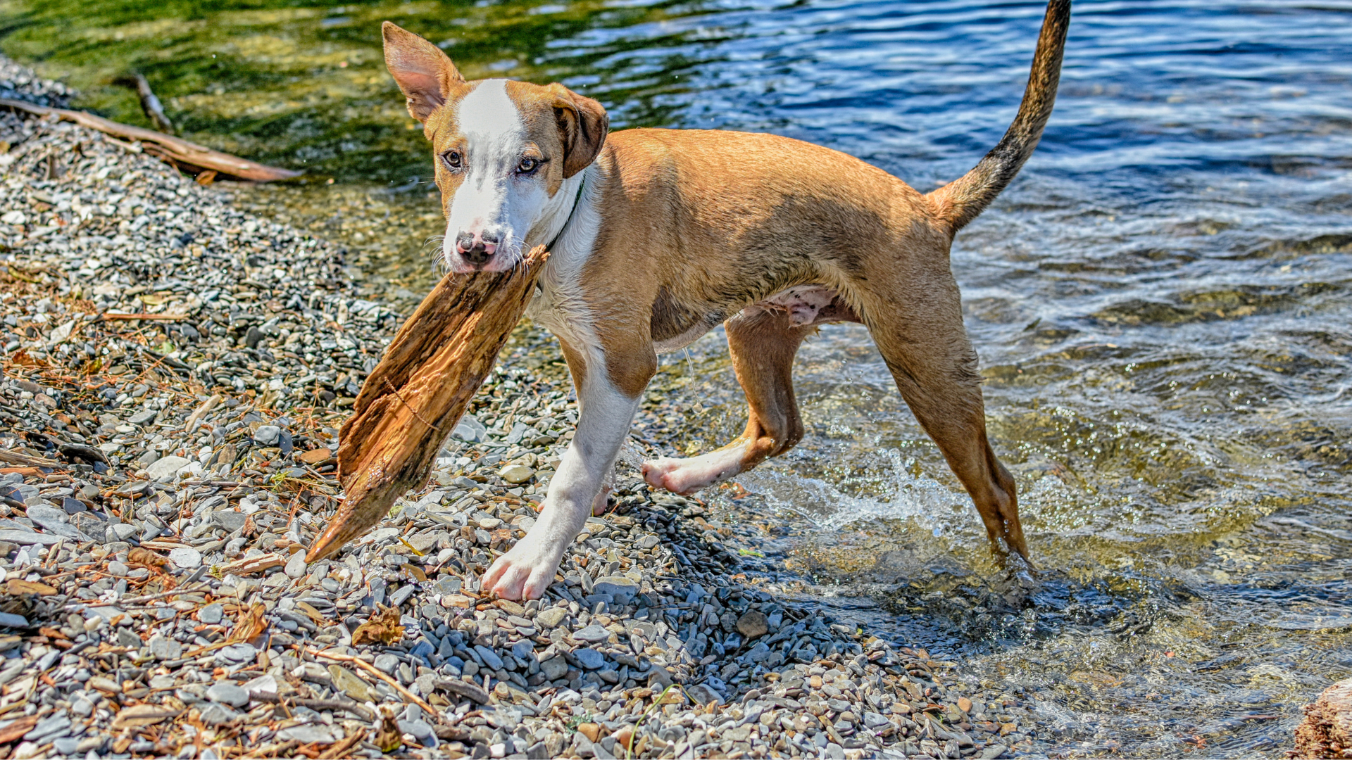 The Weirdest Things Dogs Collect (And Hoard)