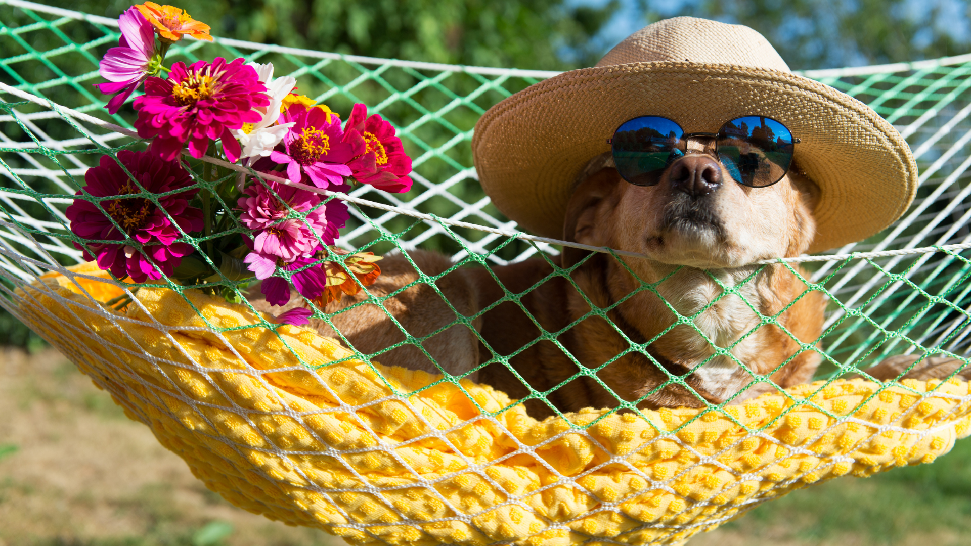 How to Take the Perfect Holiday Photo with Your Dog