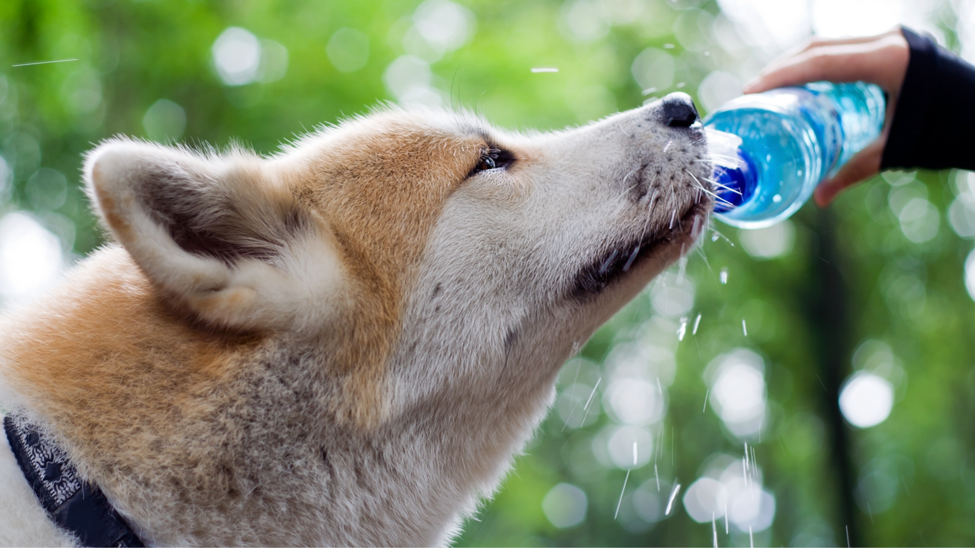 How to Teach Your Dog to “Leave It” with Food & Trash