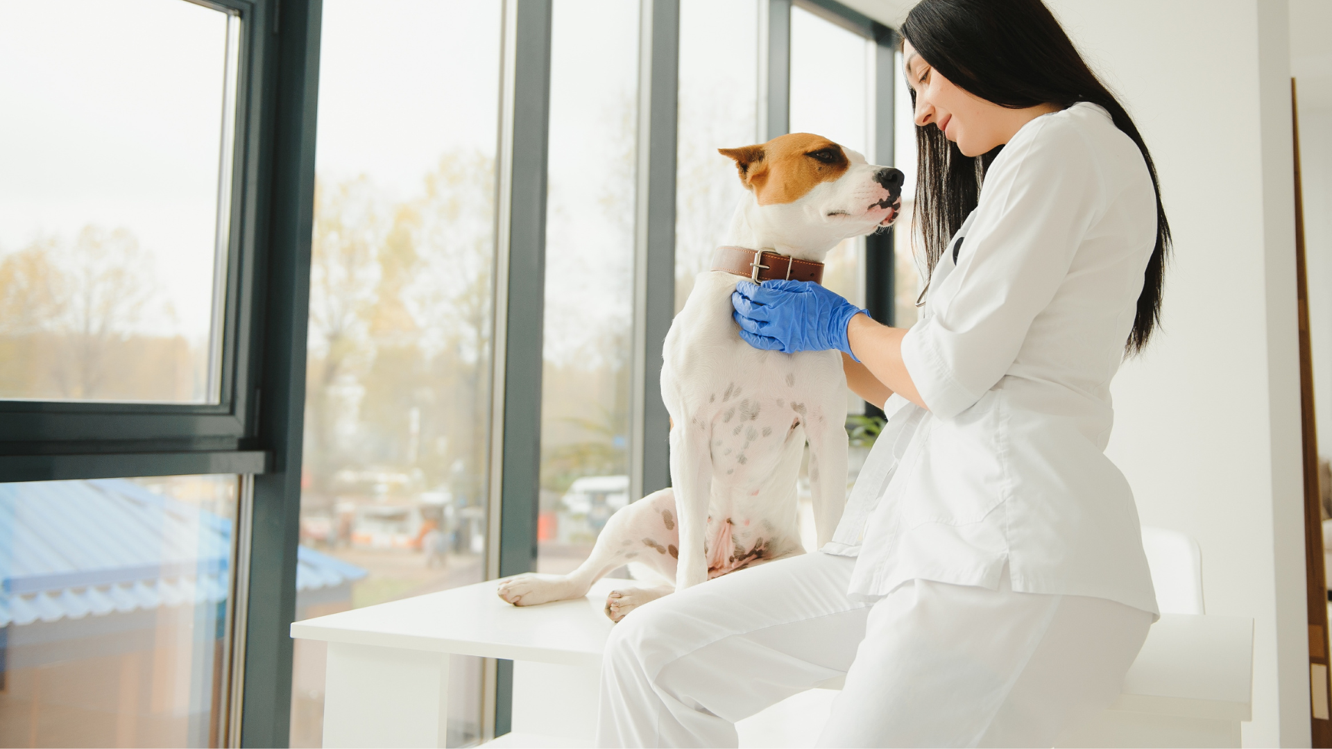 Dog With Down Syndrome: Understanding the Myth, Look-Alike Conditions, and How to Support Special Needs Dogs