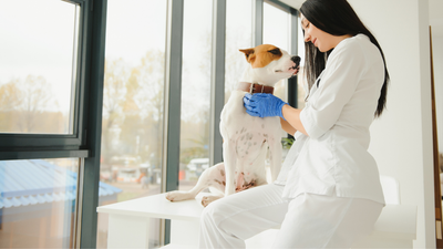 Dog With Down Syndrome: Understanding the Myth, Look-Alike Conditions, and How to Support Special Needs Dogs