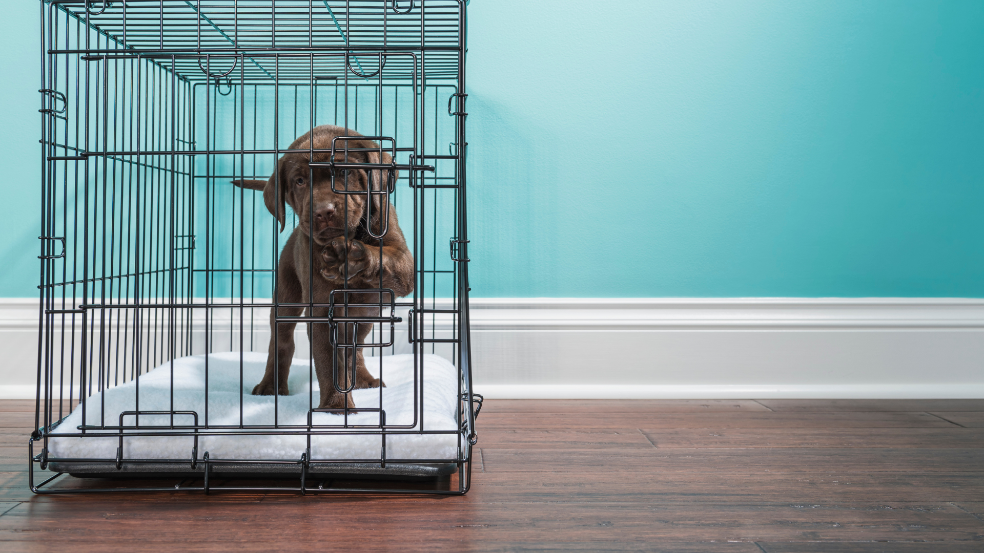Crate Training Made Easy: Step-by-Step Puppy Guide