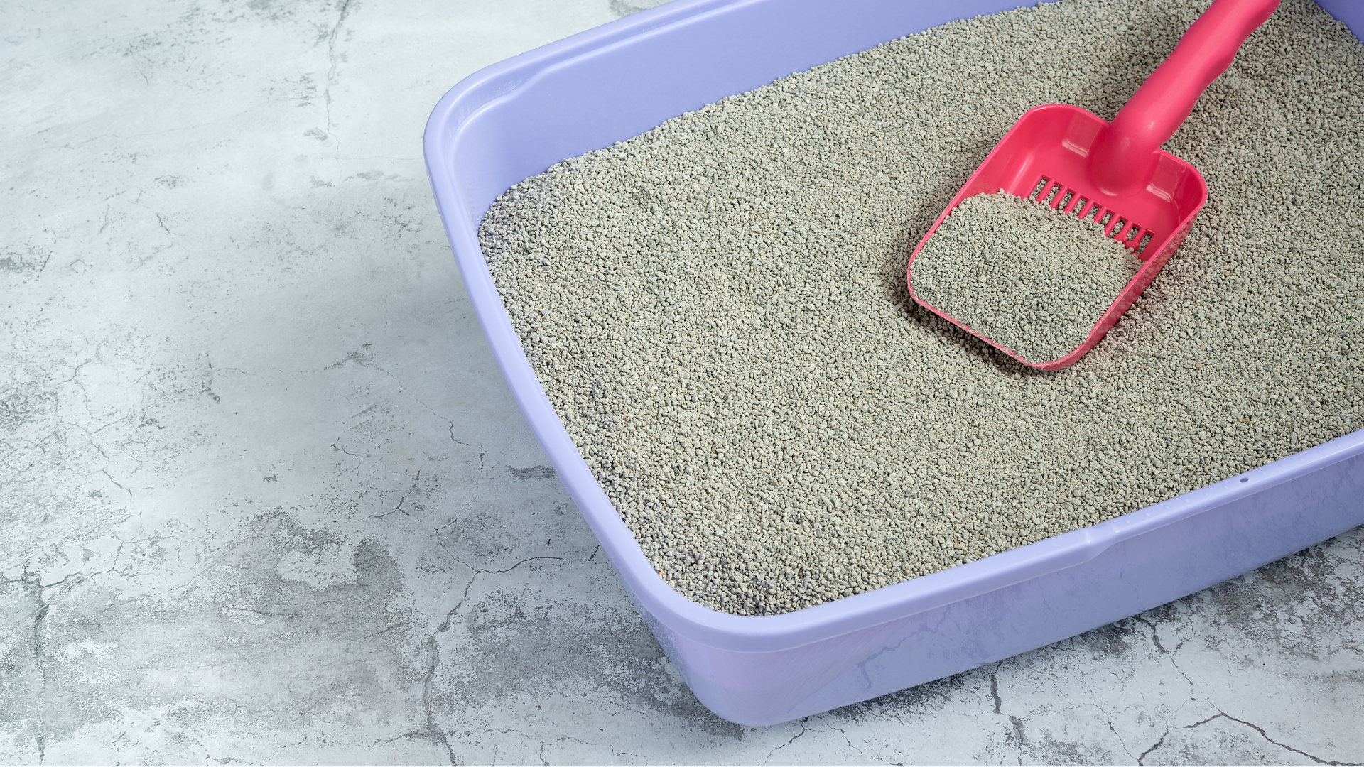 How to Teach Your Dog to Use a Litter Box (Yes, It’s Possible!)