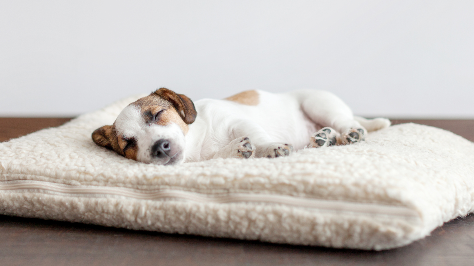 Puppy Sleep Training 101: How to Help Your Puppy Sleep