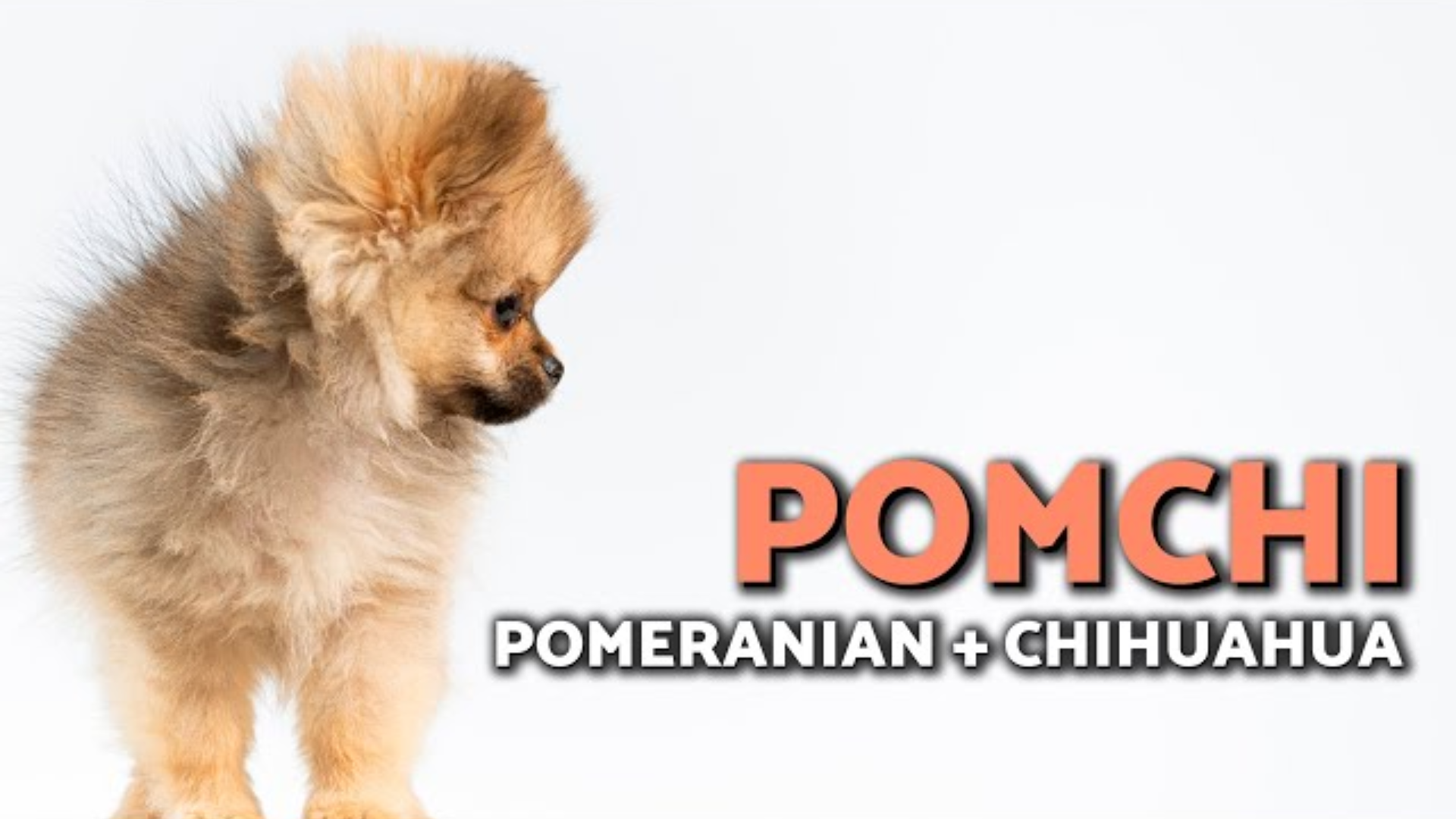 All About the Pomchi: The Adorable Hybrid Between a Pomeranian and Chihuahua