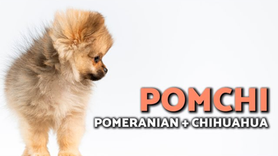 All About the Pomchi: The Adorable Hybrid Between a Pomeranian and Chihuahua