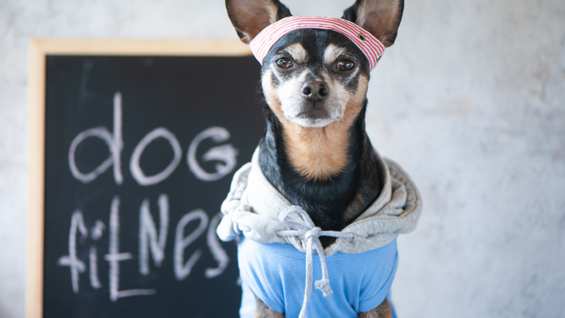 How to Set Up a Home Gym for You & Your Dog