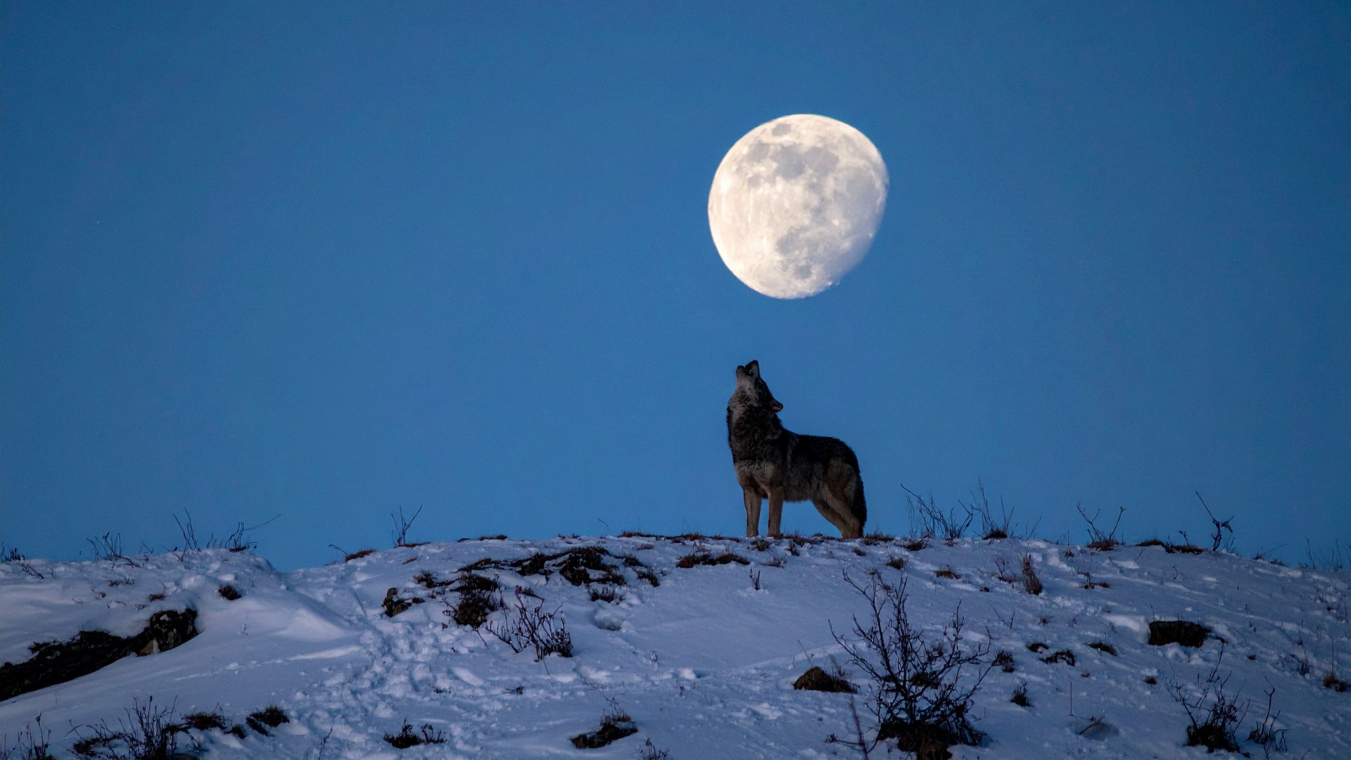 The Science Behind Why Dogs Howl at the Moon