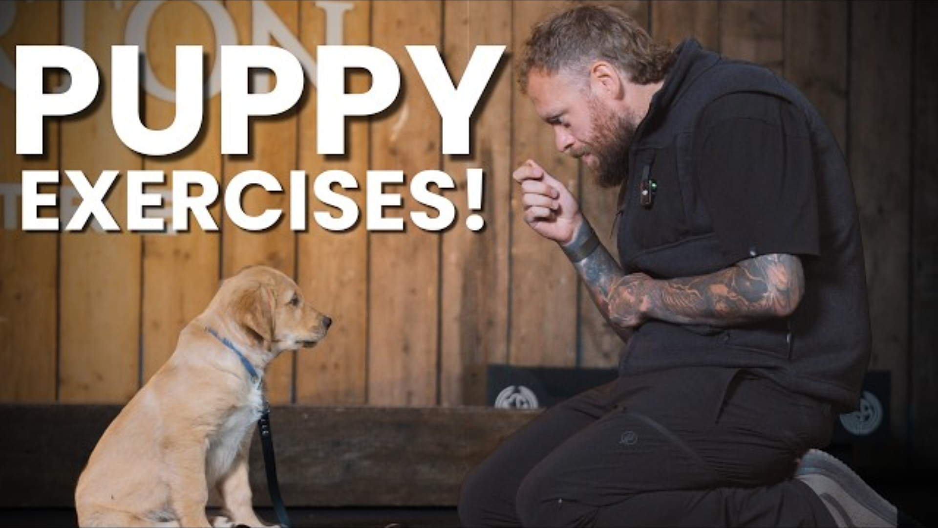 Everyday Exercises to Do With Your Puppy
